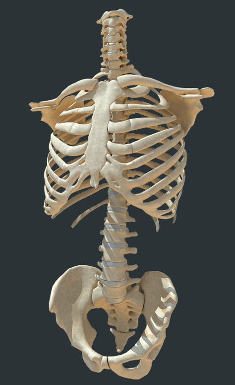 Human Torso Skeleton, Back Skeleton Anatomy, Human Skeleton Art Reference, Skull And Ribcage Tattoo, Skeleton Torso Reference, Ribs Body Reference, Bone Reference Human Anatomy, Human Anatomy Bones Study, Skeleton Body Reference