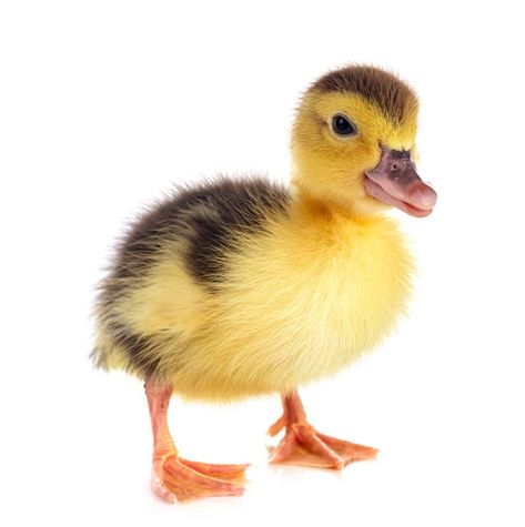 Duckling Photoshoot, Animal Photo Reference, Animal Reference Photos For Artists, Duck Photos, Wild Birds Photography, Realistic Animal Drawings, Animal Photography Wildlife, Duck Pictures, Duck Photo