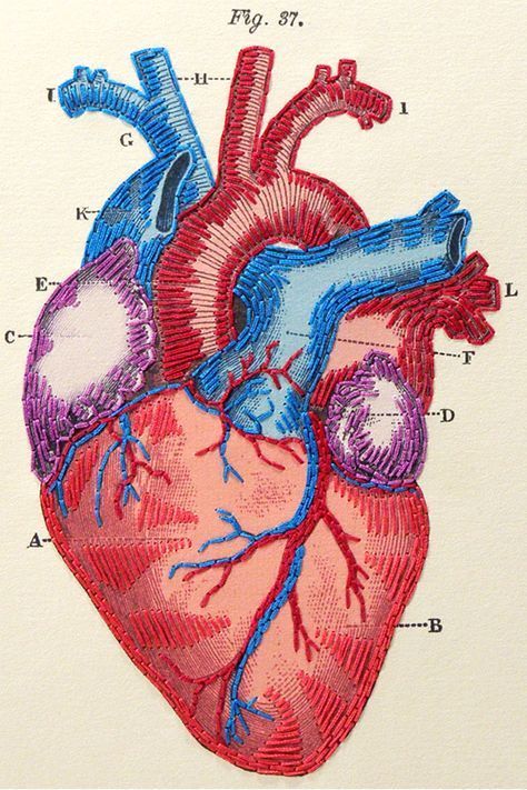 Anatomical Heart Drawing, Anatomical Heart Art, The Human Heart, Heart Anatomy, Embroidery Hearts, Sun Illustration, Heart Illustration, Heart Drawing, Heart Painting