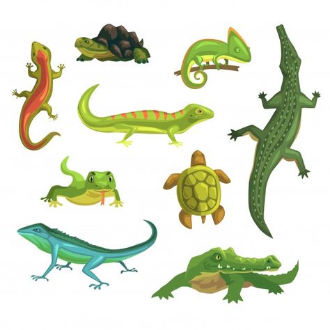 Animal Alphabet, Reptiles And Amphibians, Anime Drawings Tutorials, Exercise For Kids, Free Illustrations, Amphibians, Cartoon Animals, Cartoon Styles, Animals For Kids