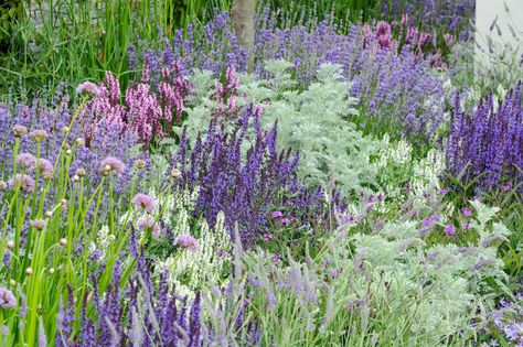 Discover six garden colour schemes to try, including how to get a beautiful white-themed border, with help from the experts at BBC Gardeners' World Magazine. Garden Colour Schemes, Salvia Garden, Purple Flowers Garden, Indoor Flowering Plants, Garden Drawing, Gravel Garden, Lavender Garden, Purple Garden, Starting A Garden