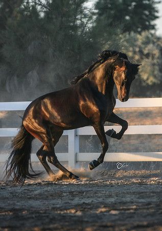 Gorgeous dark bay horse Dark Bay Horse, Ahal Teke, Morgan Horse, Bay Horse, Black Horses, Most Beautiful Animals, Majestic Horse, All The Pretty Horses, Horse Crazy