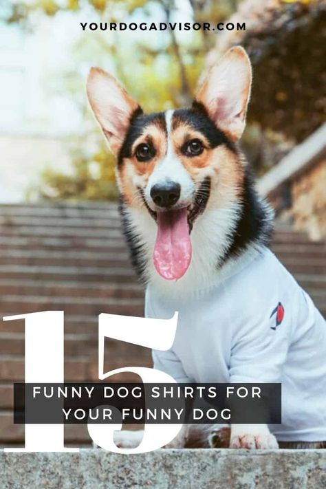 15 Funny Dog Shirts For Your Funny Dog | Your Dog Advisor Dog owners | doggie enthusiasts | raising a dog | raising a puppy | dog owner tips | dog product recommendations | dog products | dog training | dog health tips | gifts for dogs | gifts for dog owners | dog care tips | Dog Lovers | Doggie Desires Funny Dog Shirts For Dogs, Dog T Shirts For Dogs, Dog Owner Tips, Dog Jokes, Cat Jokes, Dog Health Tips, Gifts For Dogs, Dog Fashion, Pet Photos