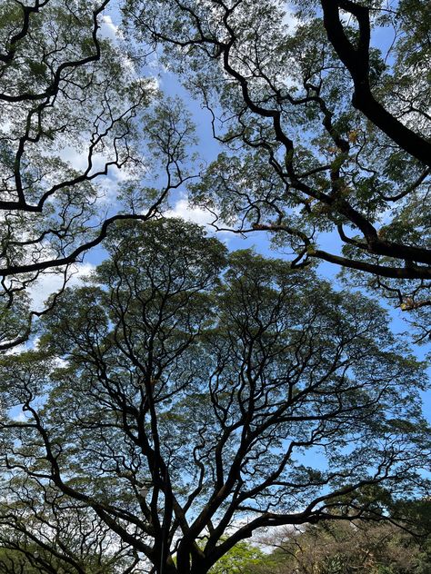 Canopy of trees UP Diliman Canopy Of Trees, Up Diliman Aesthetic, Crown Shyness, Up Diliman, Personalized Gallery Wall, Gold Poster, Tree Canopy, Sky Aesthetic, Art Ideas