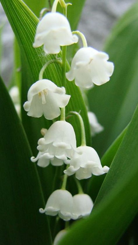 Perfect Have Inspiration, Most Beautiful Flowers, White Gardens, Ok Ru, Beautiful Blooms, Flower Pictures, Dream Garden, Lily Of The Valley, Garden And Yard