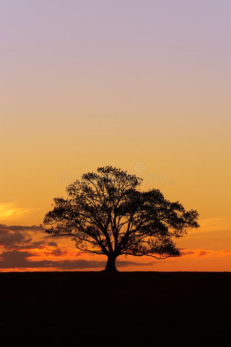 Sunset Tree Silhouette 2. A single tree stands on a hill at sunset forming a bol , #AFF, #single, #tree, #Sunset, #Tree, #Silhouette #ad Single Tree Wallpaper, Sunset Tree Silhouette Painting, Tree Photography Aesthetic, Single Tree Photography, Aesthetic Tree Pictures, Tree Silhouette Sunset, Tree On A Hill, Drawing Sunset, Country Sunset