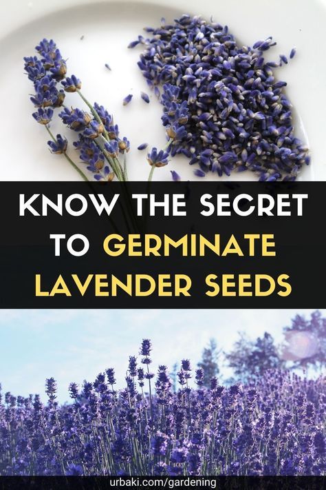 Starting Lavender From Seed, Lavender Seeds How To Grow, How To Grow Lavender From Seed, How To Grow Lavender, Planting Lavender Outdoors, What To Plant With Lavender, Lavender Flowers Diy, Grow Lavender From Seed, Lavender Plant Uses