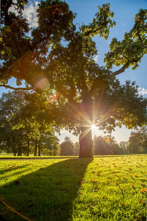 Sunshine Weather, Sun Background, Art For Walls, Find Aesthetic, Sun Photo, Sunny Weather, Flawless Beauty, Beautiful Tree, Nature Wallpaper