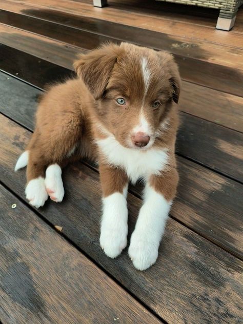 Brown Border Collie Puppy, Brown Border Collie, Border Collie Puppy, Collie Puppy, Brown Border, Cute Dogs Images, Very Cute Puppies, Aussie Puppies, Really Cute Puppies