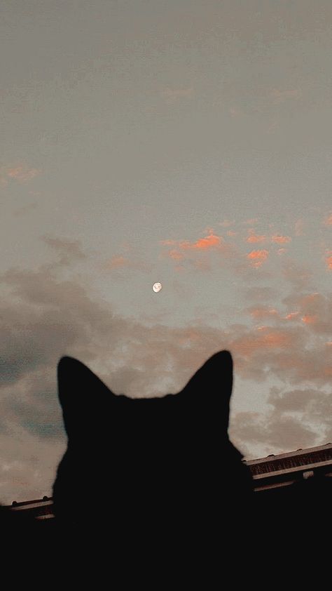 Aesthetic lockscreen // wallpaper #aestheticlocks #artistic #aestheticwallpaper #aesthetic #wallpaper #portrait Cat Aesthetic Lockscreen, Dog Lockscreen Aesthetic, Aesthetic Arabic Wallpaper, Cute Cat Aesthetic Wallpaper Iphone, Black Cat Lockscreen, Cat Lockscreen Aesthetic, Cute Cat Lockscreen, Shadow Aesthetic Wallpaper, Cat Wallpaper Lockscreen