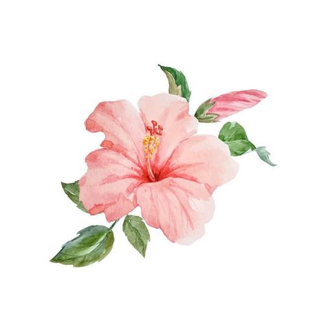 Hibiscus Flower Aesthetic Drawing, Mugunghwa Flower Drawing, Mugunghwa Illustration, Acrylic Painting Ideas Abstract, Hibiscus Sketch, Flower Doodle Art, Plumeria Flowers Watercolor, Watercolour Hibiscus, Hibiscus Flower Watercolor Painting