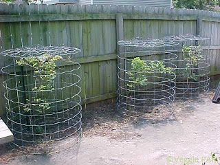 Back Yard Organic Vegetables: How I Protect My Blueberries From Birds. Garden Netting Ideas, Bird Netting For Garden, Netting For Garden, Blueberry Gardening, Blueberry Bush, Berry Garden, Blueberry Plant, Bird Netting, Garden Netting