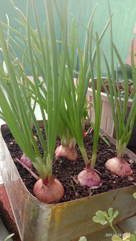 Onion Garden, Gardening At Home, Fruits And Vegetables Pictures, Kids Gardening, Growing Onions, Best Garden Tools, Vegetable Pictures, Onion Bulbs, Planting Onions