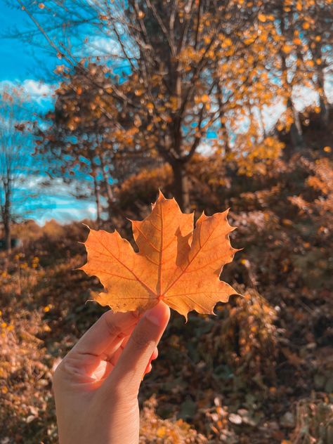 Maple leaf Goblin Kdrama, Wedding Stamp, Maple Leafs, Autumn Photography, Share Photos, Autumn Day, Lock Screen Wallpaper, Maple Leaf, Online Photo