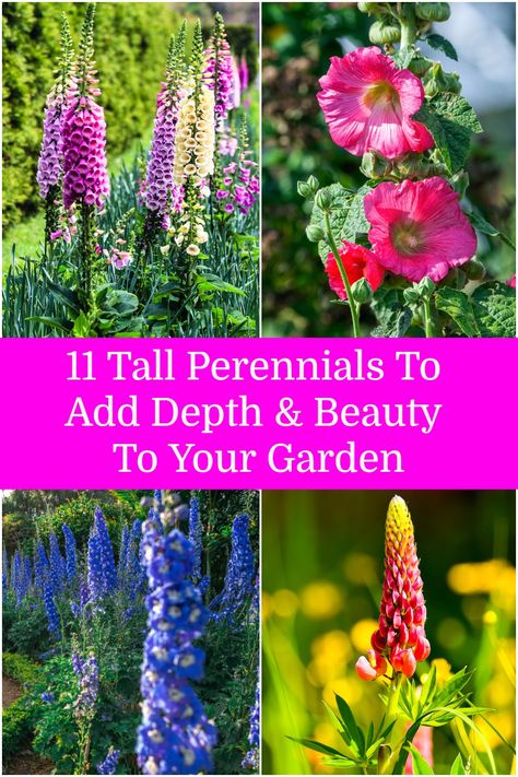 Tall Perennial Flowers, Tall Perennials, Shade Flowers Perennial, Flowering Shade Plants, Part Shade Flowers, Part Shade Plants, Shade Landscaping, Garden Flowers Perennials, Flower Tower