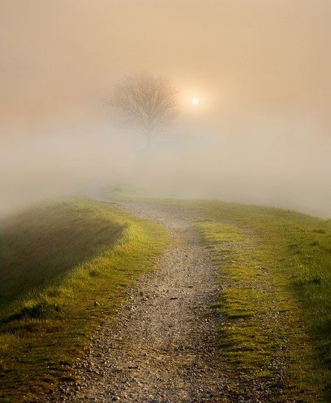 Cloud Tree, Beautiful Relationship, Blur Image Background, Eagle Images, Grass Background, Photoshop Digital Background, Photo Background Images Hd, Art Village, Raw Photo