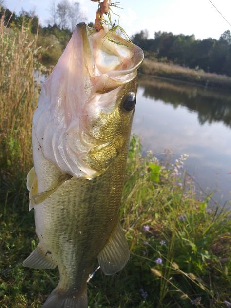 Large Mouth Bass Pictures, Bass Fishing Pictures, Fish Reference, Large Mouth Bass, Largemouth Bass Fishing, Musky Fishing, Northern Pike, Bass Fish, Fishing Pictures