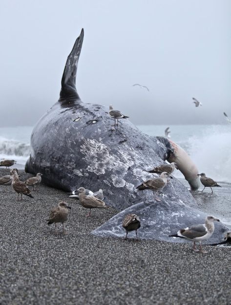 Great Whale, Washed Ashore, Gray Whale, Humboldt County, Whale Art, Deep Blue Sea, Marine Mammals, Cat Photography, Photography Instagram