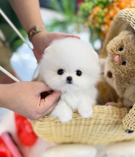 Happy to introduce Klose the sweet and cuddle Teacup ☕️ Pomeranian puppy 🐶 now available and ready to go home. Estimated growth 3 pounds and will stay white. White Pomeranian Puppies, Baby Pomeranian, Puppy Checklist, Pomeranian Puppy Teacup, White Pomeranian, Teacup Pomeranian, Pomeranian Puppy, Ready To Go, The Sweet