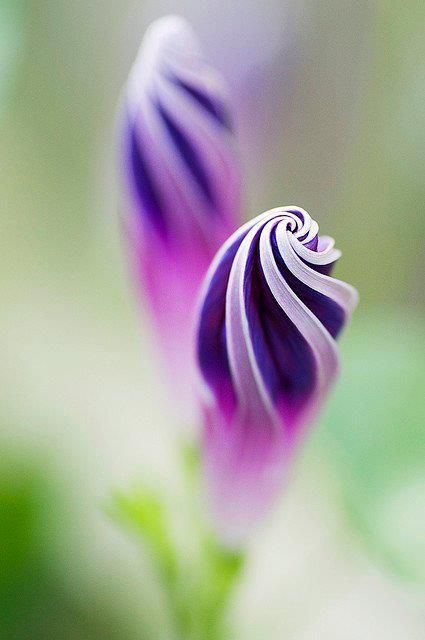 Spiral flowers.  This really looks like a morning glory getting ready to open. Purple Morning Glory, Multi Colored Flowers, Have Inspiration, Unusual Flowers, Unique Flowers, Morning Glory, Exotic Flowers, Purple Flower, Beautiful Blooms