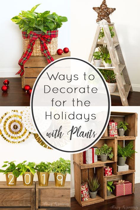 Holiday decor with plants!  #houseplants #plants #decoratingwithplants #holidaydecor #christmasdecor #costafarms #christmasplants #plantdecor #planters Christmas Plant Shelf Decor, Christmas Decor With Live Plants, Plant Themed Christmas Tree, Houseplant Christmas Decor, Decorating House Plants For Christmas, Indoor Plants Christmas Decor, Christmas Window Painting Ideas, Window Painting Ideas, Christmas Plants Gifts