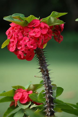 Euphorbia Milli (Crown of Thorns)  Red Flowers Crown Of Thorns Flower, Crown Of Thorns Plant, Smile Makers, Euphorbia Milii, نباتات منزلية, Unusual Plants, Unusual Flowers, Crown Of Thorns, Cactus Flowers