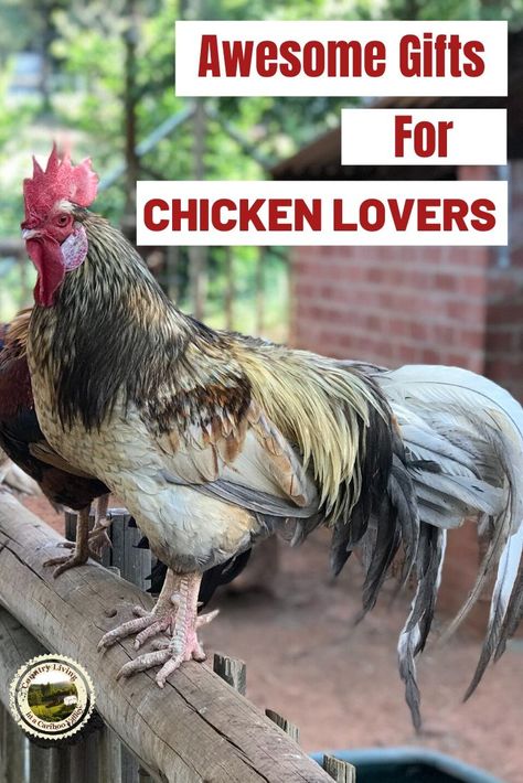 Gifts for the Chicken Lover in your life. From brooders to boots, baskets to aprons, all kinds of chicken loving presents. For birthdays, Christmas and holidays. #chickens #gifts #giftguide #chickenlady Large Chicken Run, Chicken Run Plans, Gifts For Chicken Lovers, Raising Chickens 101, Chickens 101, Chickens For Sale, Chickens In The Winter, Garden Uk, Broiler Chicken