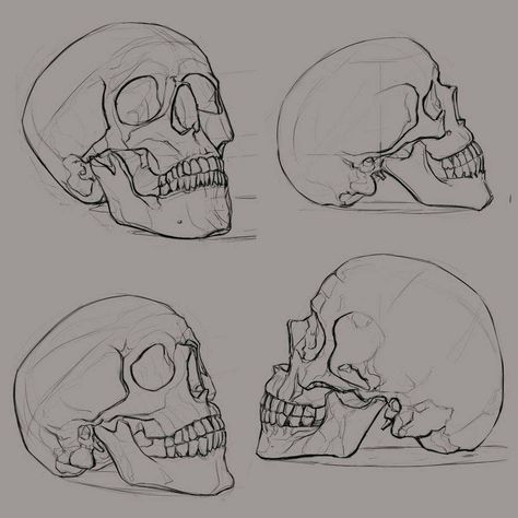 Skull Reference, Skull Sketch, Skeleton Drawings, Skulls Drawing, Skeleton Art, 인물 드로잉, Skull Drawing, Human Skull, Anatomy Drawing