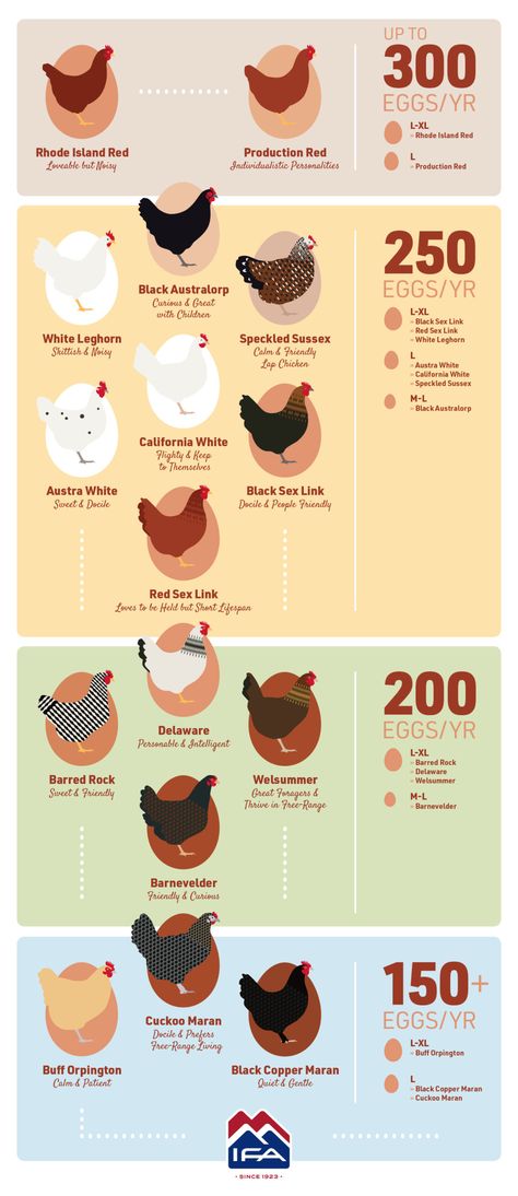 Allotment With Chickens, Small Chicken Farm Ideas, How To Start Chicken Farming, Egg Laying Chicken Coop, Growing Food For Livestock, Laying Chickens Tips, Backyard Chicken Must Haves, How Many Eggs Do Chickens Lay A Day, Chicken Egg Development Chart