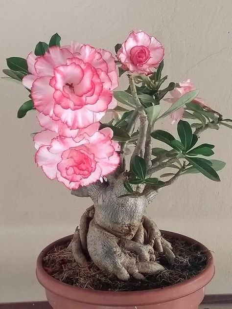 Desert Rose plant with pink flower, thick woody base, and green leaves. Flower Nails Acrylic, Desert Rose Care, Indoor Roses, Rose Plant Care, Desert Rose Plant, Flowers Nails, Nails Flower, Adenium Obesum, Rose Plant