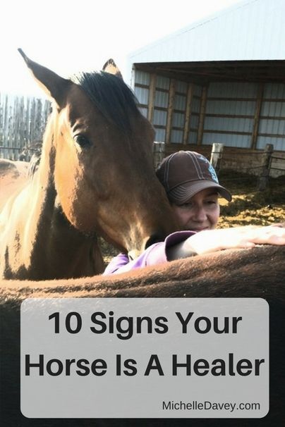 Senior Horse Care, Equine Bodywork, Fun Activites, Horse Healing, Horse Behavior, Diy Horse Barn, Horse Lessons, Horse Exercises, Horse Care Tips