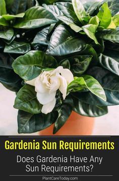 Gardenia Bush Landscaping, Gardenia Plant Care, Gardina Flowers, Gardenia Fertilizer, Gardenia Florida, Gardenia Care, Gardenia Trees, Lawn Flowers, Garden Design Vegetable