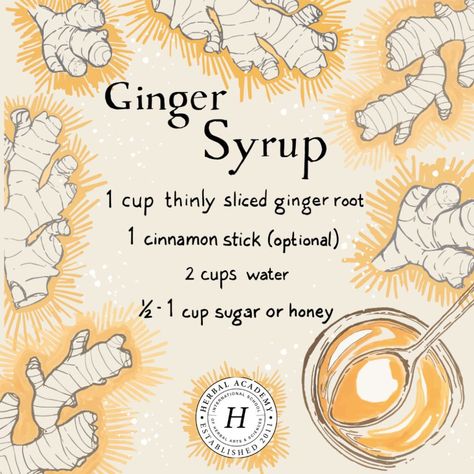 How To Make and Use Ginger Syrup | Herbal Academy | Ginger is a great herbal ally that should be part of every herbalist's medicine cabinet. Ginger syrup is one delicious way to use this herb in your home. Herbal Academy, Kitchen Witch Recipes, Magia Das Ervas, Ginger Syrup, Herbal Recipes, Herbal Apothecary, Herbal Healing, Herbal Magic, Kitchen Witch