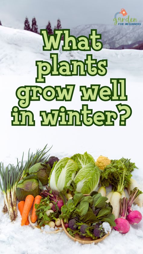 Get ready today to enjoy the garden of your dreams this winter! Put aside your concern that your plants will be harmed or destroyed when growing these crops. Instead, these vegetables will flourish and perform well when winter arrives! Winter Crops To Plant, Winter Planting, Garden For Beginners, Spinach Seeds, Winter Vegetables Gardening, Lettuce Seeds, Seasoned Veggies, List Of Vegetables, Winter Crops