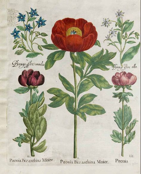 Antique botanical illustration Types Of Peonies, Planting Peonies, Illustration Blume, Illustration Botanique, Vintage Botanical Prints, Scientific Illustration, 자수 디자인, Botanical Drawings, Botanical Flowers