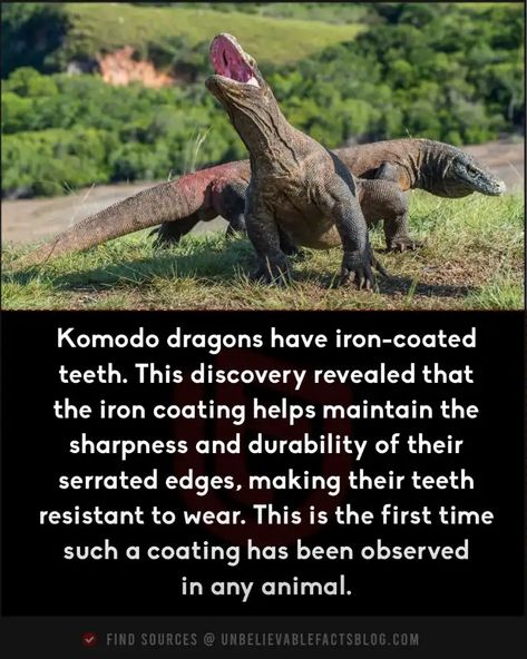 35 Cool Animal Facts That Will Turn You Into an Animal Trivia Expert Crazy Animal Facts, Cool Animal Facts, Interesting Animal Facts, Animal Trivia, Weird Looking Animals, Weird Animal Facts, Crazy Creatures, Funny Animal Facts, Most Dangerous Animals