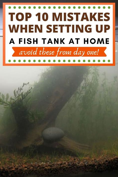 For newcomers to the fishkeeping hobby there are many mistakes that can be made during the process of researching and actually setting up your fish tank. This article describes the most common mistakes and how to avoid them. It covers every part of the process of setting up an aquarium to hopefully make life a lot easier for novice fish keepers. #aquariums Aquarium Inspiration, Aquarium Set, Aquarium Maintenance, Fish Keeping, Fresh Water Fish Tank, Shrimp Tank, Diy Aquarium, Aquarium Setup, Home Aquarium