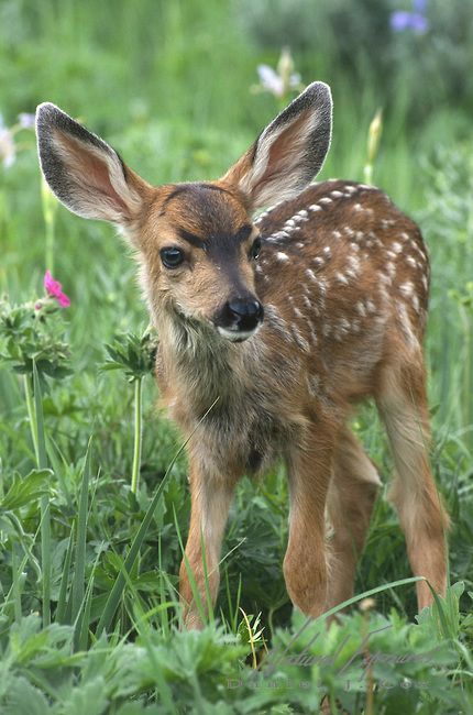 Just a "Mule Deer" fawn in Montana<3 Hirsch Silhouette, Deer Photos, Deer Fawn, Mule Deer, Manx, Baby Deer, Cute Creatures, Sweet Animals, Animal Planet