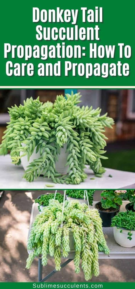 Donkey Tail Plant Care, Donkey Tails Succulents, Donkey Tail Plant, Propagating Donkey Tail Succulents, Donkey Tail Succulent Propagation, Donkey Tail Succulent Care, Succulent Propagation How To, Propogate Succulents, Succulents Propagating