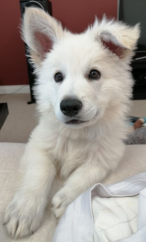 Bolt Disney, Calming Aesthetic, Small Puppy, White German Shepherd, Psy I Szczenięta, White Puppies, Really Cute Dogs, Pretty Dogs, Pretty Animals