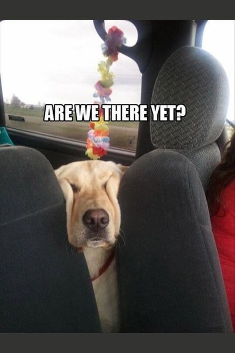 Car rides with dogs be like.. 😂 Funny Dog Faces, Are We There Yet, Funny Animal Photos, Memes Humor, Dog Face, Animal Quotes, Funny Animal Pictures, Baby Dogs, Animal Photo