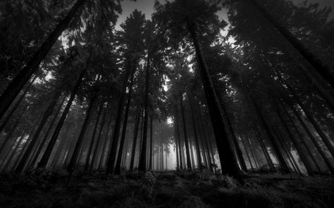 Black Tree, In The Forest, In The Woods, The Forest, Trees, Forest, Wallpapers, Black And White, White