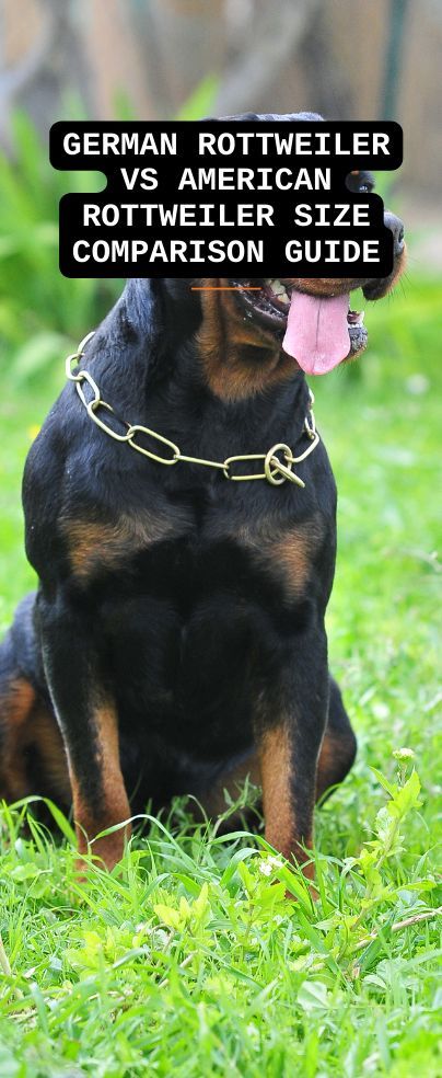 When looking at a German Rottweiler vs American Rottweiler size, you will easily note that they are not quite the same, with some interesting differences. Understanding the differences between the two breeds will help you make a better decision. American Rottweiler, German Rottweiler Puppies, Rottweiler Dog Breed, German Rottweiler, German Dog Breeds, Rottweiler Breed, Rottweiler Love, Rottweiler Puppies, Rottweiler Dog