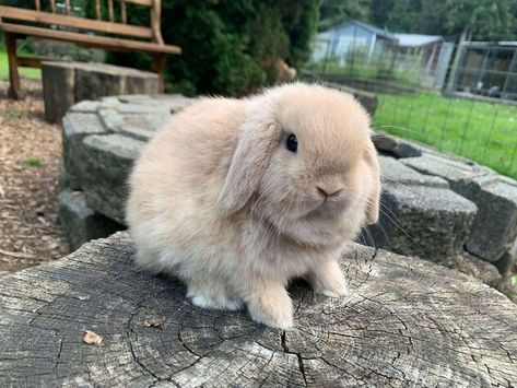 Bunnies For Sale Bunnies For Sale, Holland Lop Bunny, Bunny Bun, Rabbit Behavior, Rabbits For Sale, Fluffy Bunnies, Holland Lop Bunnies, Rabbit Diet, Holland Lop