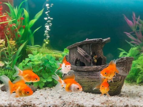 Large Fish Tanks, Goldfish Aquarium, Goldfish Tank, Home Aquarium, Aquarium Design, Aquarium Decor, Fish Swimming, Saltwater Aquarium, Aquarium Decorations