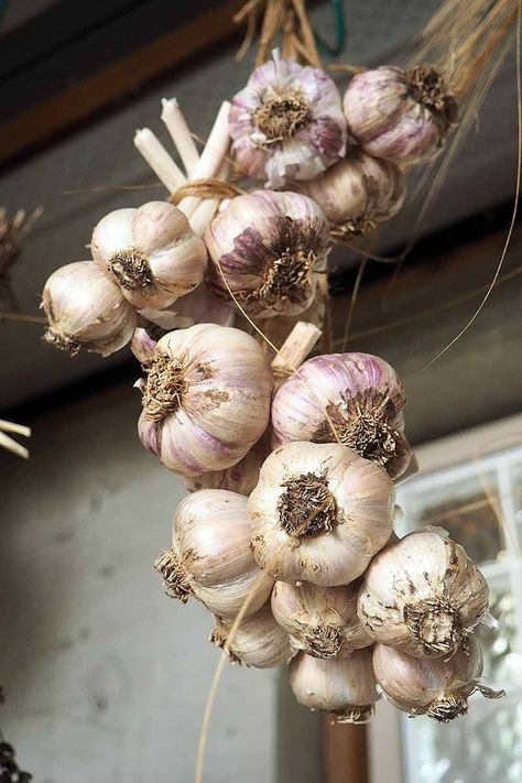 Planting For Beginners, How To Harvest Garlic, Curing Garlic, When To Harvest Garlic, Garlic Planting, Harvest Garlic, Garlic Growing, Store Garlic, Garlic Garden