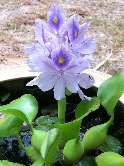 Water hyacinth adds color and a bit of shade to a water lily bowl. Water Lily Plant, Hyacinth Plant, Floating Pond Plants, Water Garden Plants, Underwater Plants, Gubahan Bunga, Lily Garden, Floating Plants, Pond Plants