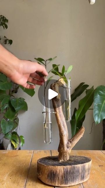 HousePlantParadise on Instagram: "Propagation Station DIY! 🌱 📸: @biosphereflora  . ✅ Started with sanding the leftover wooden base. Twig attach wooden base with screws. And lastly sealed with varnish to secure wood. . ✅Added hooks which will make holder for the test tubes. Finally added the plants.  . #diy #makeover #propagation #plantlover #roadside #testtubeholder #plantstand #creative #interior #tabletopcreative #houseplants #plants #explore #raw" How To Make A Propagation Station, Test Tube Terrarium, Test Tubes Crafts, Diy Test Tube Holder, Test Tube Plants, Propagation Station Diy, Diy Propagation Station, Test Tube Propagation, Test Tube Crafts