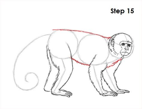 Capuchin Monkey Drawing 15 Monkey Sketch, Draw A Monkey, Step By Step Sketches, Animal Tutorial, Monkey Drawing, Monkey Illustration, Drawing Instructions, Capuchin Monkey, Story Books Illustrations