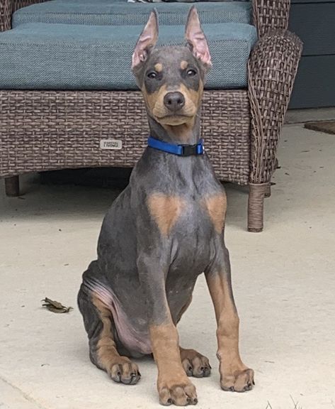 Blue Doberman Pinscher, Doberman Grey, Gray Doberman, Grey Doberman, Blue Doberman Puppy, Albino Doberman, Doberman Pup, Fawn Doberman, Doberman Colors